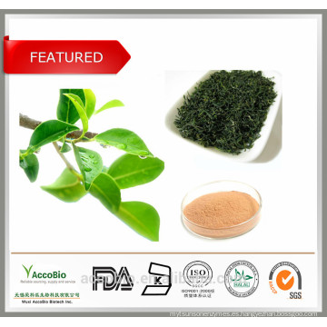 La mejor marca natural del extracto del té verde certificada con los aminoácidos de la cafeína de los polifenoles del té